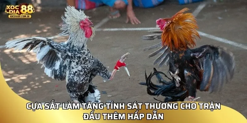 Cựa sắt làm tăng tính sát thương cho trận đấu thêm hấp dẫn