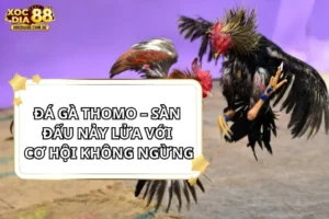 Đá Gà Thomo tại Nhà Cái XOCDIA88