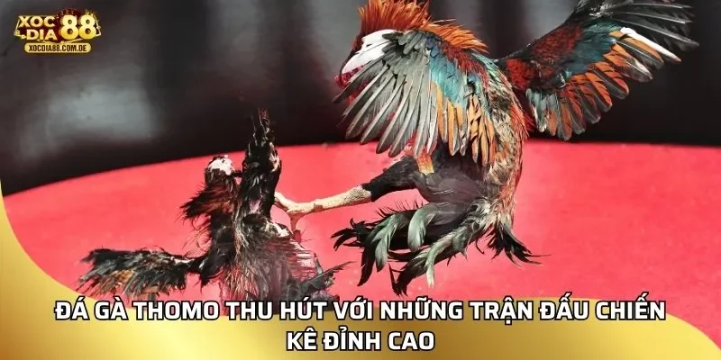 Đá gà thomo thu hút với những trận đấu chiến kê đỉnh cao