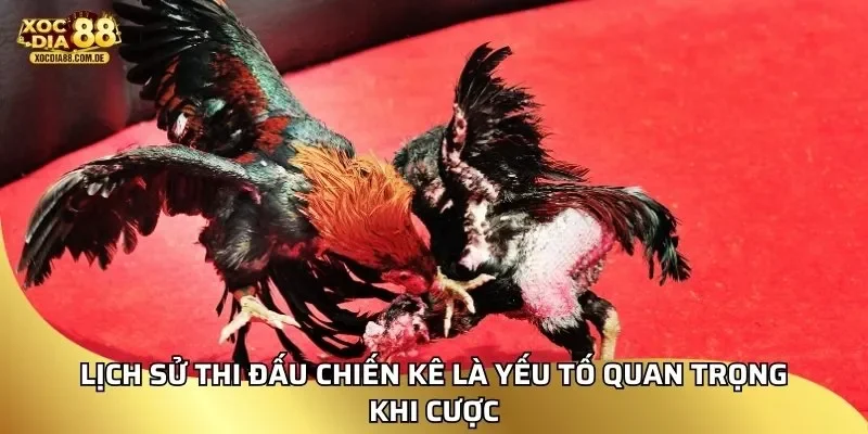 Lịch sử thi đấu chiến kê là yếu tố quan trọng khi cược