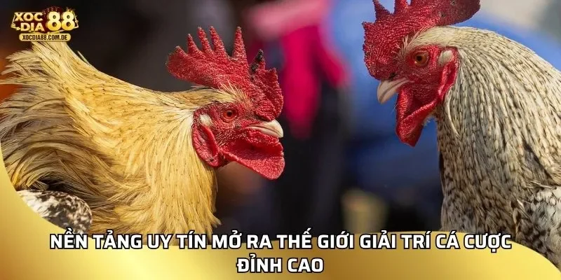 Nền tảng uy tín mở ra thế giới giải trí cá cược đỉnh cao