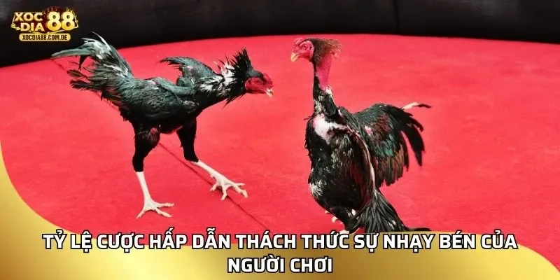 Tỷ lệ cược hấp dẫn thách thức sự nhạy bén của người chơi