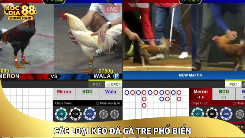 Các loại kèo đá gà tre phổ biến