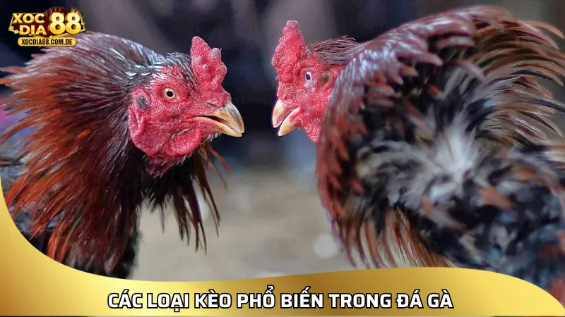 Các loại kèo phổ biến trong đá gà XOCDIA88