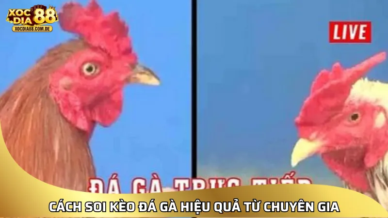 Cách soi kèo đá gà Xocdia88 hiệu quả từ chuyên gia