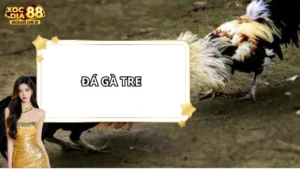 Đá gà tre