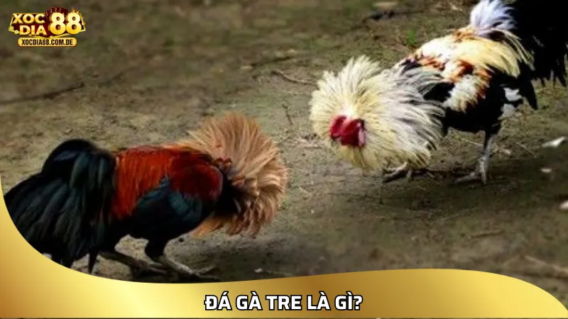 Đá gà tre là gì