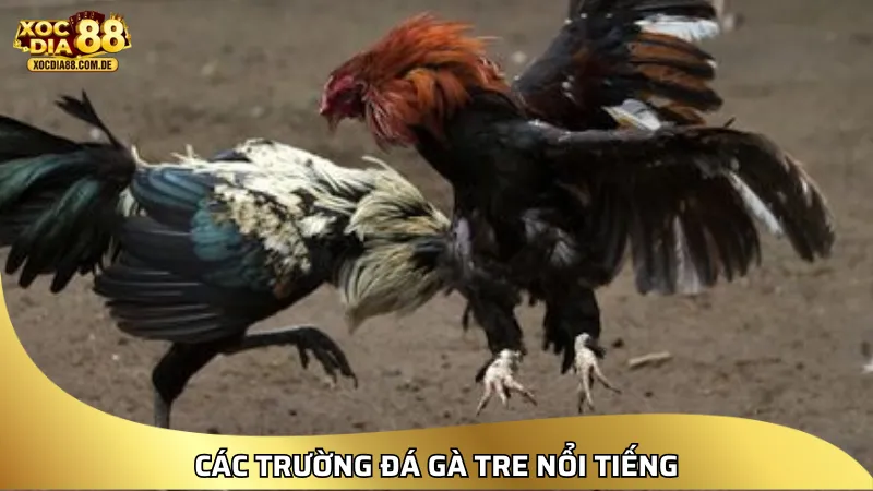 Giới thiệu các trường gà tre nổi tiếng