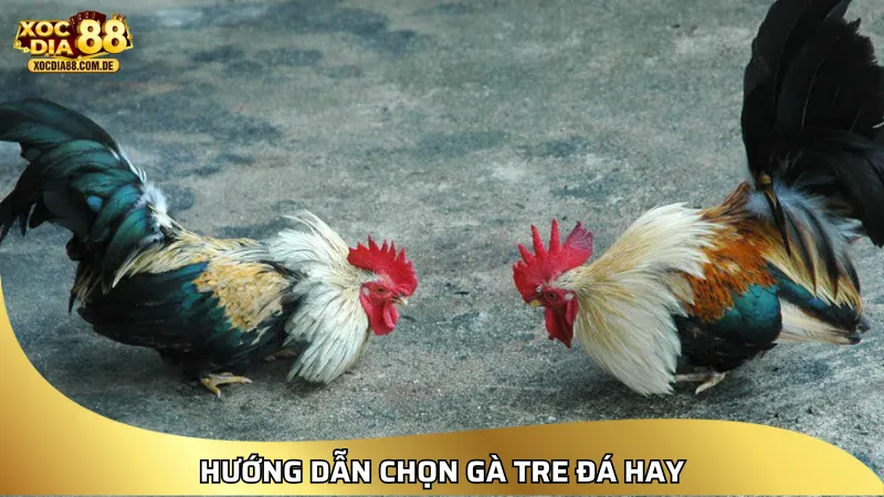 Hướng dẫn chọn gà tre đá hay