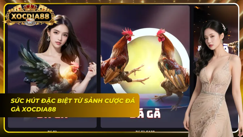 Mãn nhãn với những cú đá hiểm hóc từ các trận gà chọi