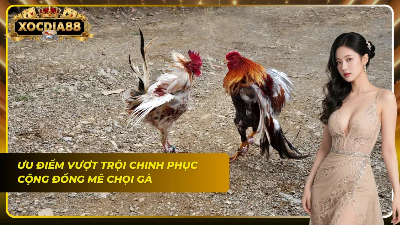 Live đá gà trực tiếp Full HD giúp quan sát rõ nét từng chi tiết