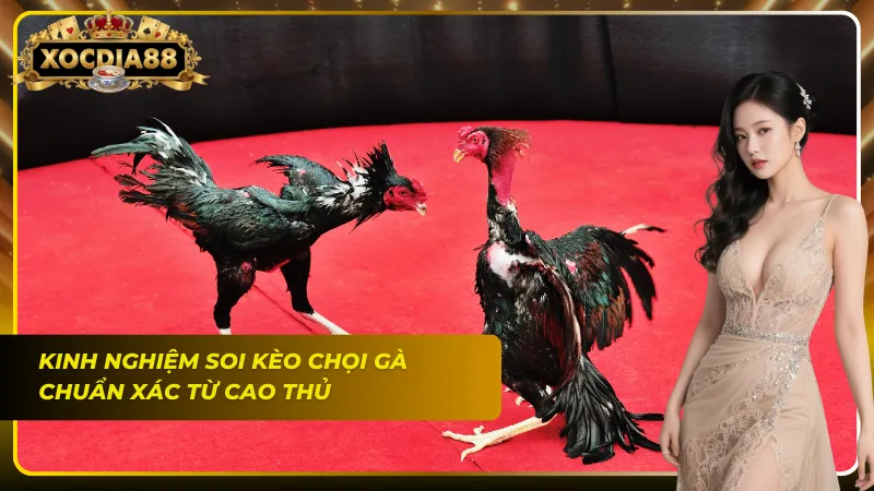 Soi kèo mang lại nhiều hiệu quả ấn tượng khi cược đá gà