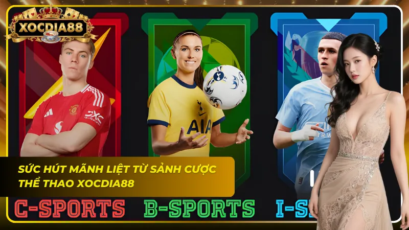 Cung cấp hàng nghìn trận đấu từ các giải bóng đá hàng đầu